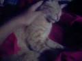 cat ko cute!