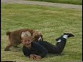 Puppy Love