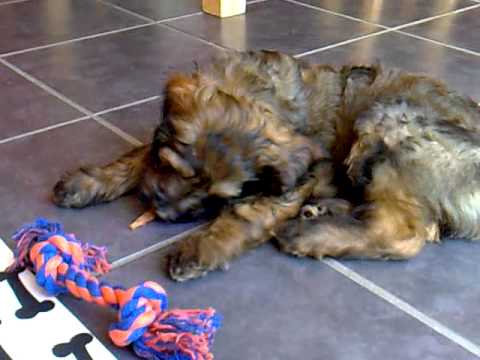 how to treat mmm in dogs