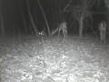 Whitetail buck bedded with Doe's feeding