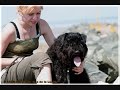 BOUVIER DES FLANDRES - BYRON du Clos de la Luette - http://www.bouviersdesflandres-chiots.com