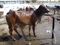 Vaca Gir - Raça Gir 2 - bovino - Zebu - Cow Gir breed Vaca Gir - Raça Gir 2 - bovino - Zebu - Cow Gir breed