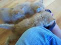 kittens with neurological problems