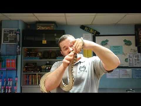 YouTube reptile video