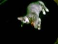 videos de Mana gioca