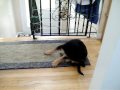 videos de German Shepherd puppy chasing his tail