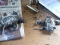 DEAD BIRDS!!!!!