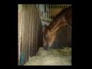 salom�