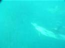 Sardine Run 1