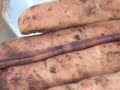 Watch a lively earthworm slip all over a hand. These are the guys that make the soil healthy.