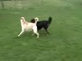 Bandit and Luke
