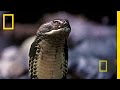 Borneo: Paradise Under Siege | National Geographic