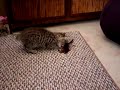 American Bobtail Kitten 9 weeks old American Bobtail Kitten 9 weeks old