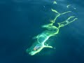 T.B.F.-Mahi Mahi Acrobatics