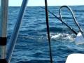 T.B.F.-Mahi Mahi Acrobatics