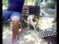 Anjing bernama laping mabuk makan sapol...pt. 1