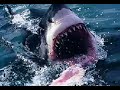 great white shark cage diving in south africa