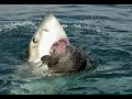 great white shark cage diving in south africa
