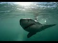 great white shark cage diving in south africa