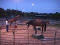 Imagine a Horse Creator  Allen Pogue and His Ponies. Www.imagineahorse.com