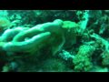 Diving at Similan Islands