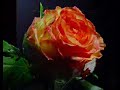 F�r dich mein schatz