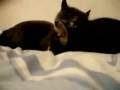 Re: Cat Talking, Translation