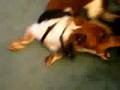 videos de bella and noodle