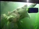 pet turtle (soft shelled)