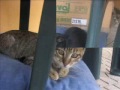 la leggenda del gatto straordinario  funny cat 
