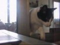 la leggenda del gatto straordinario  funny cat 