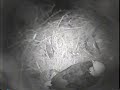 2008 Blackwater Eagle Cam -Two New Eaglets Video 6