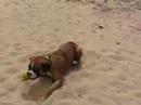 playing at the beach playing at the beach