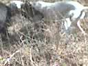 dogging boars with pups
