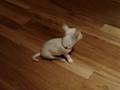 ChiHuaHua - Miruku and Vitz 1