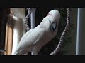 10 AMAZING Talking Parrot Cockatoo Bird