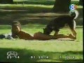LOL Funny animals, Perro buscando el contacto con chicas Sexys (humor camara oculta)