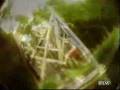 trucos en lagunas.flv