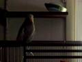 Paxton mimics other birds