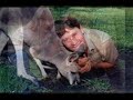 Steve Irwin \"Crocodile Hunter\" Killed by stingray - Tribute
