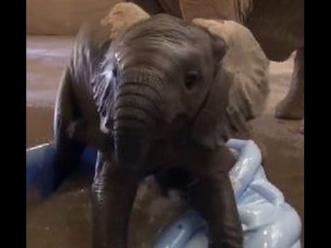 YouTube: bebe elefante juega en una piscina para niños