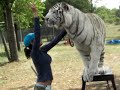Tigra and Kahlua the tiger on a crazy day