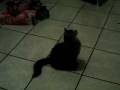 curiouscoffe.AVI