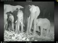 27Sept08 WildEarth Gowrie & p.m.drive Elephants