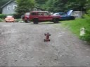 Traxxas Rustler Vxl Jumps Cool Traxxas Rustler Vxl Jumps Cool