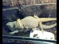 pogona accoppiamento