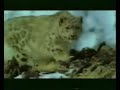 Leopardo De Las Nieves