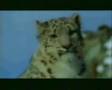 Leopardo De Las Nieves