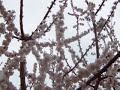 Standing under the apricots tree, again Standing under the apricots tree, again