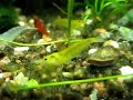 Gelbe Zwerggarnelen und White Pearl im 30 l Aquarium